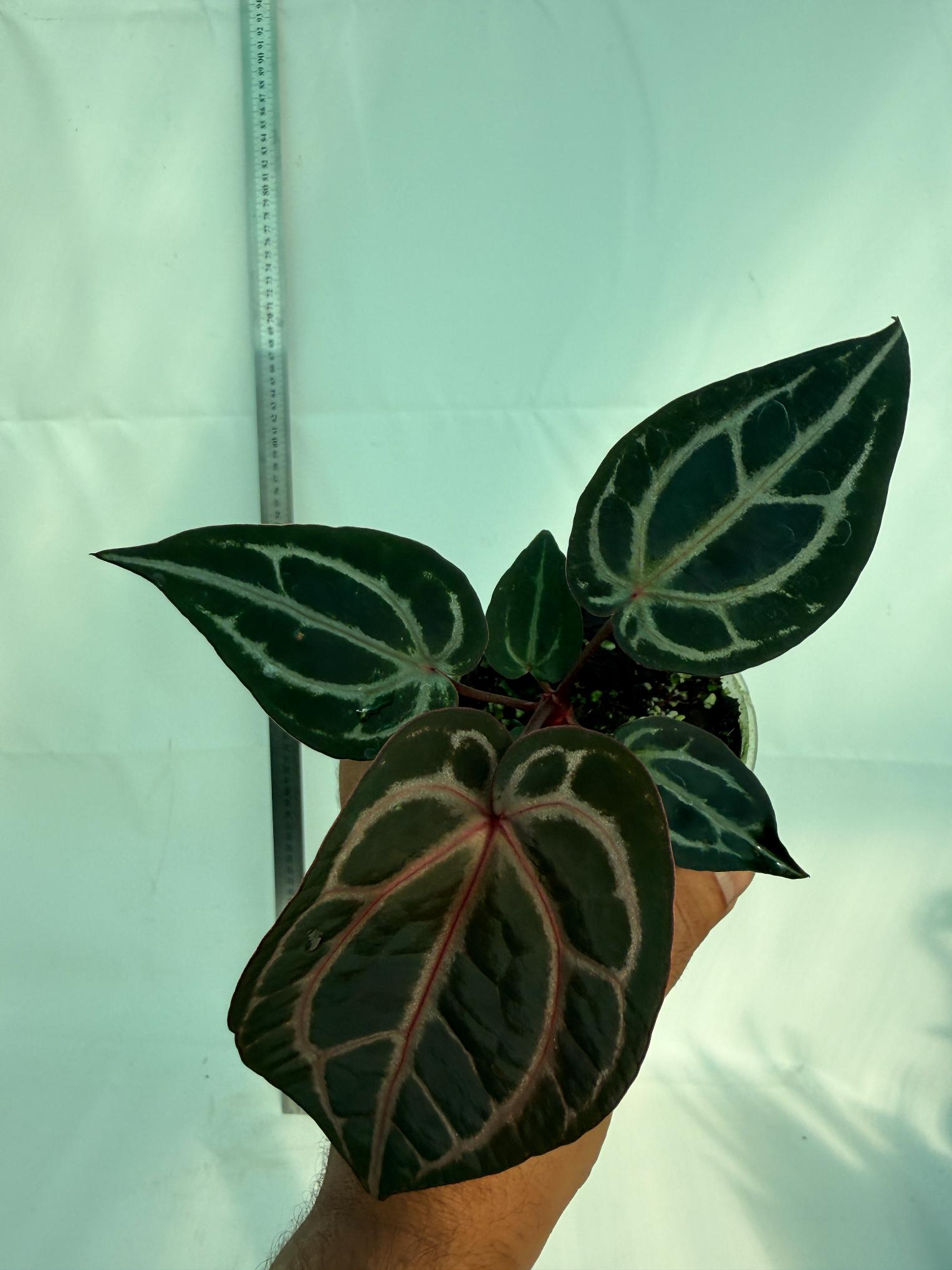 Anthurium Michelle 10