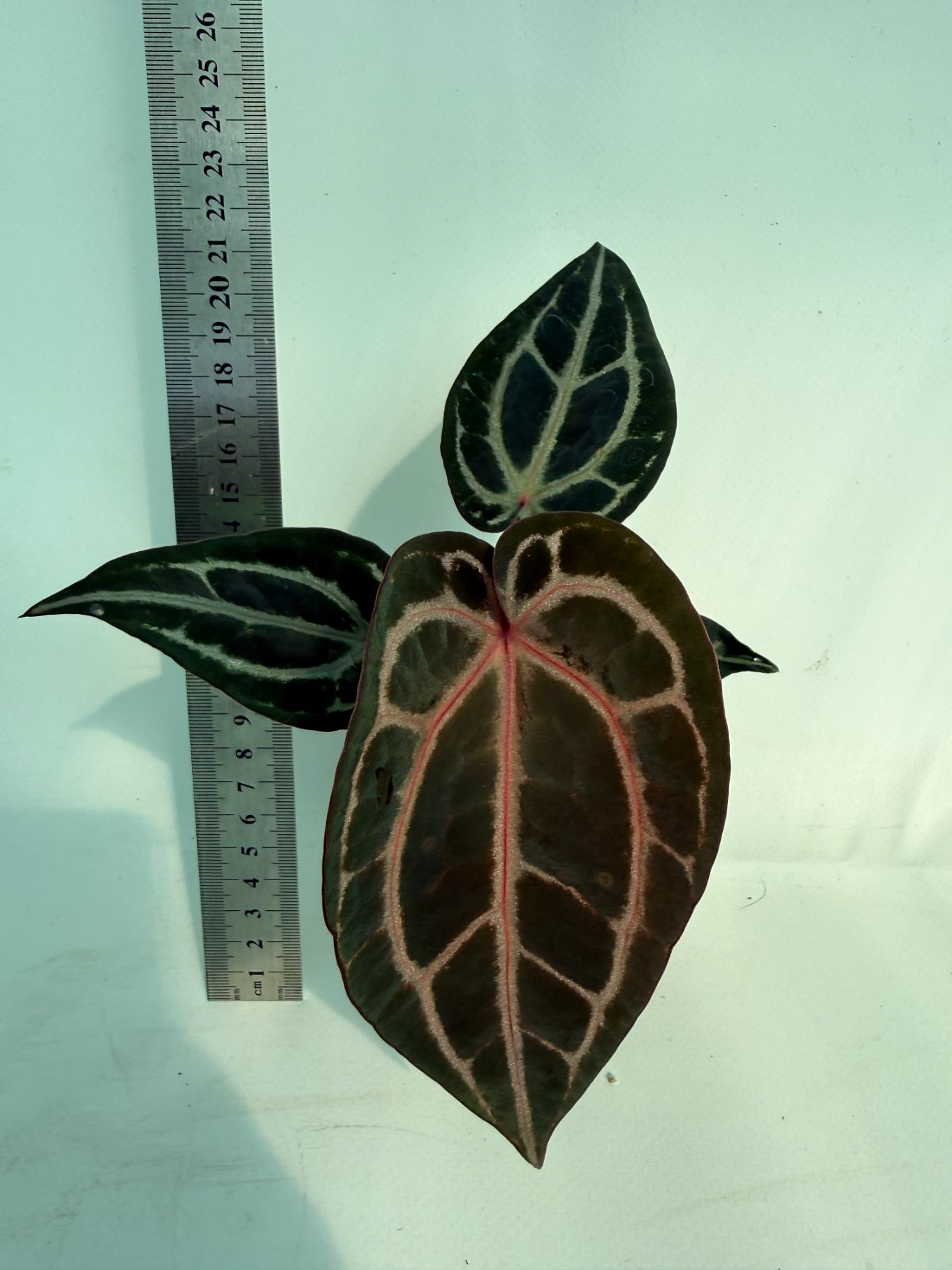 Anthurium Michelle 1