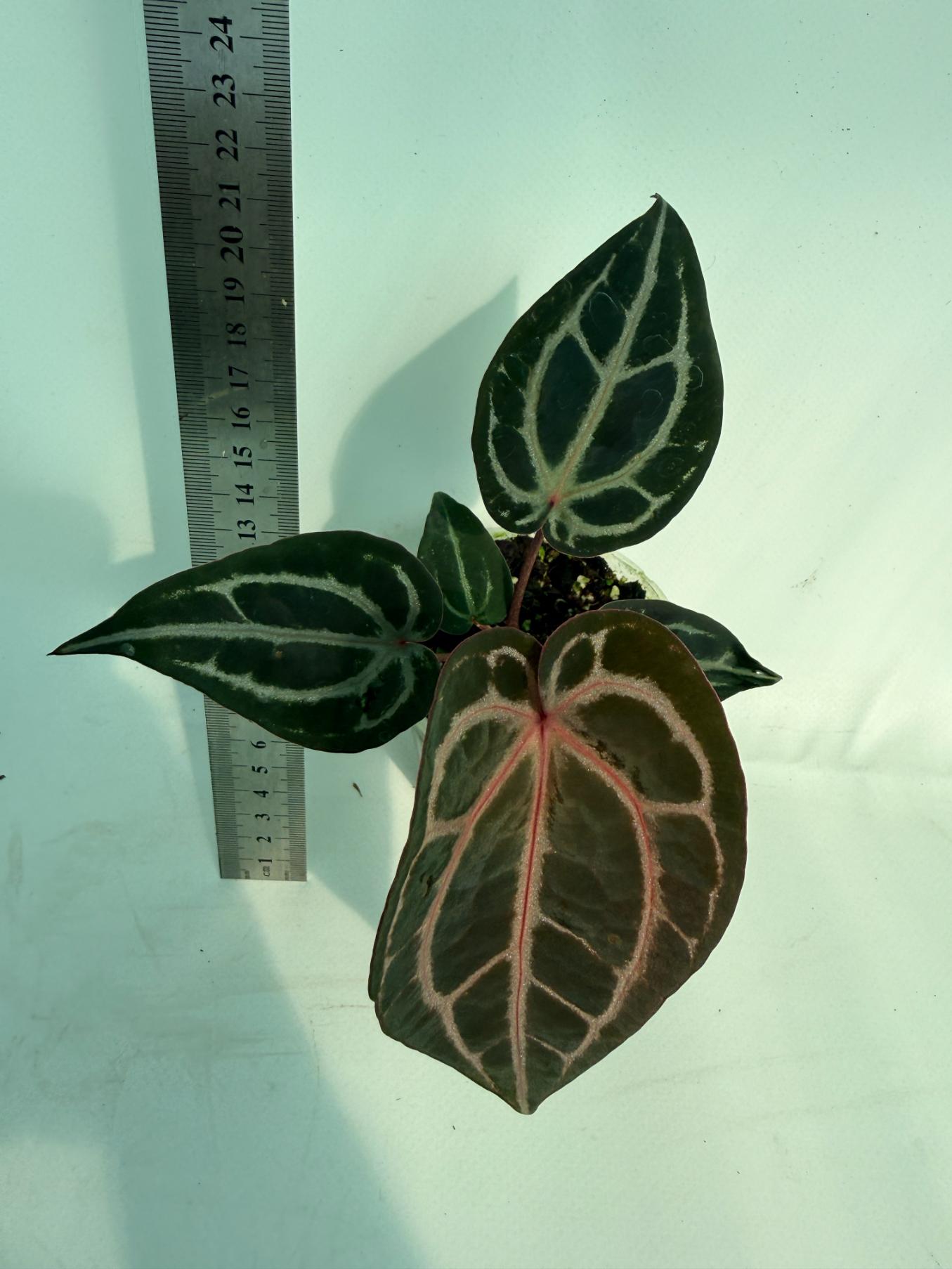 Anthurium Michelle 6