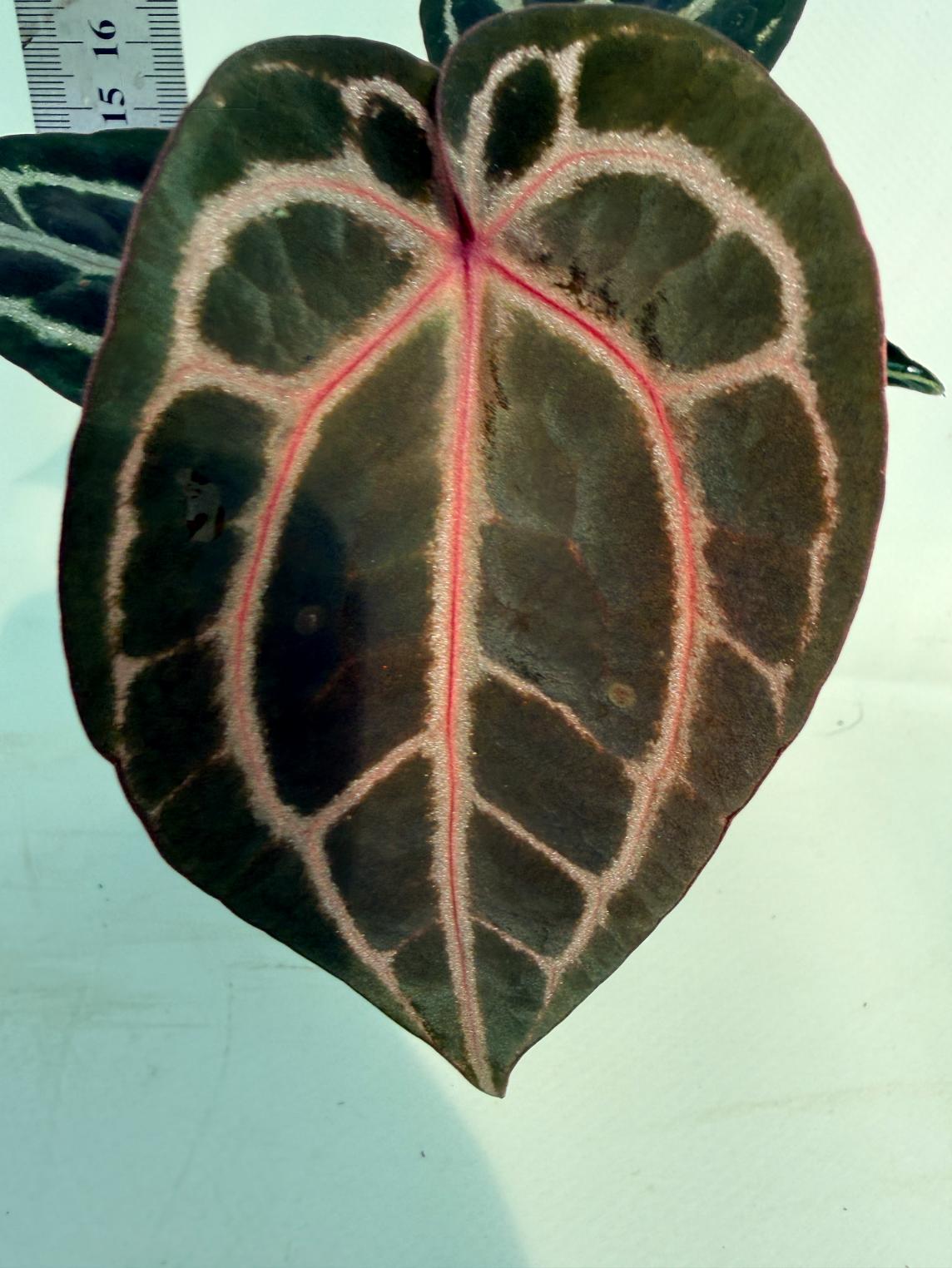 Anthurium Michelle 2