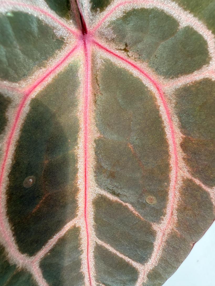 Anthurium Michelle 5