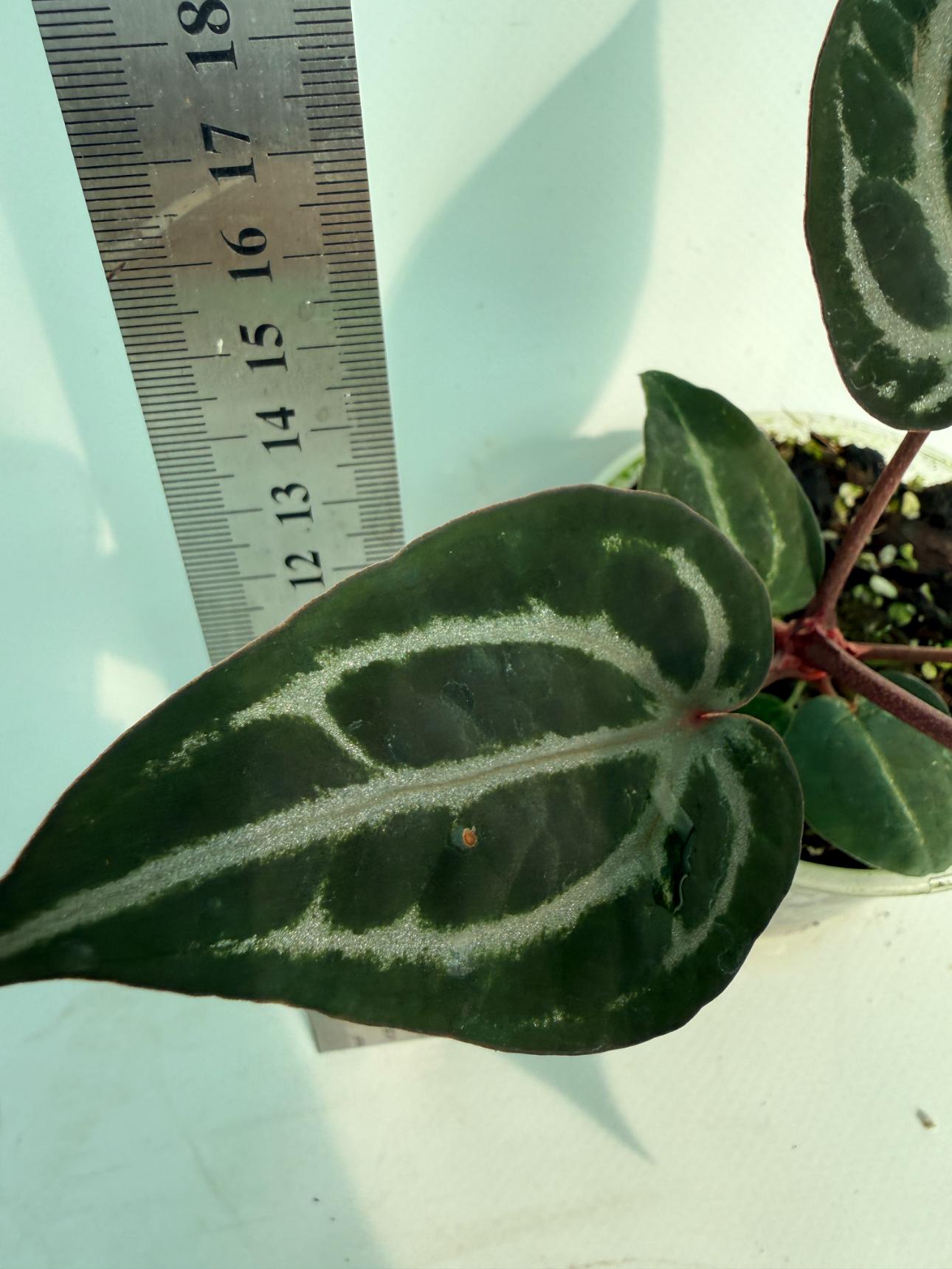 Anthurium Michelle 4