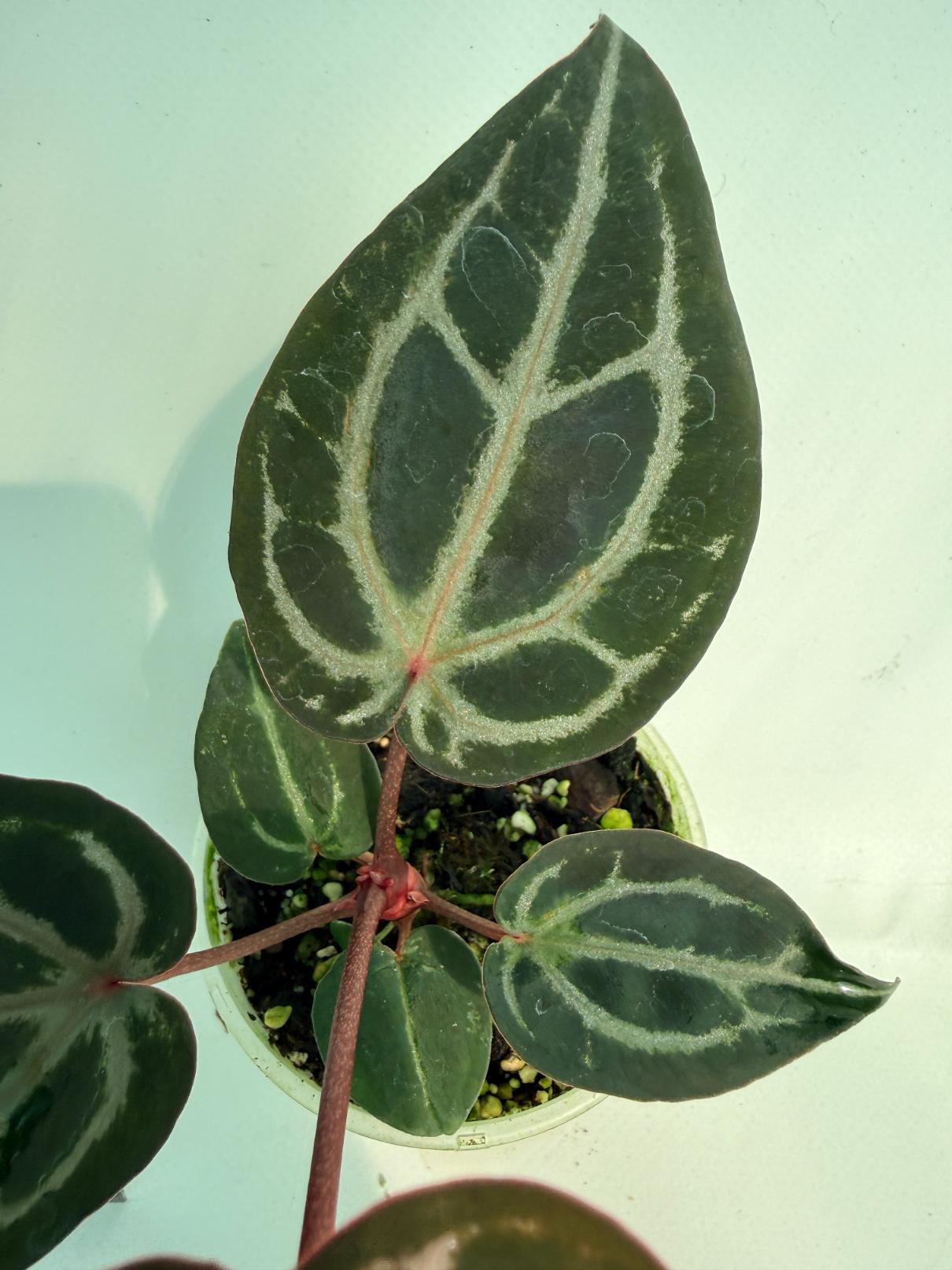 Anthurium Michelle 7