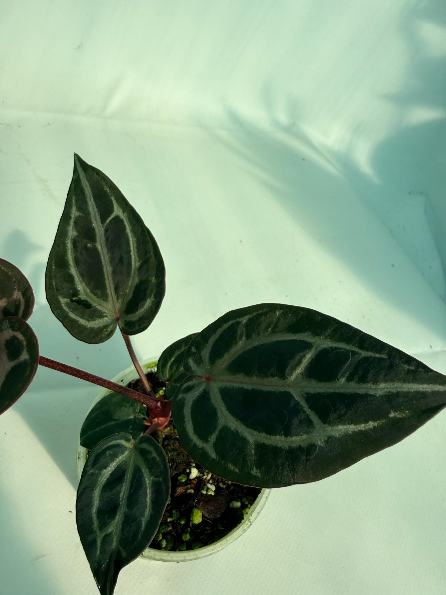 Anthurium Michelle 8