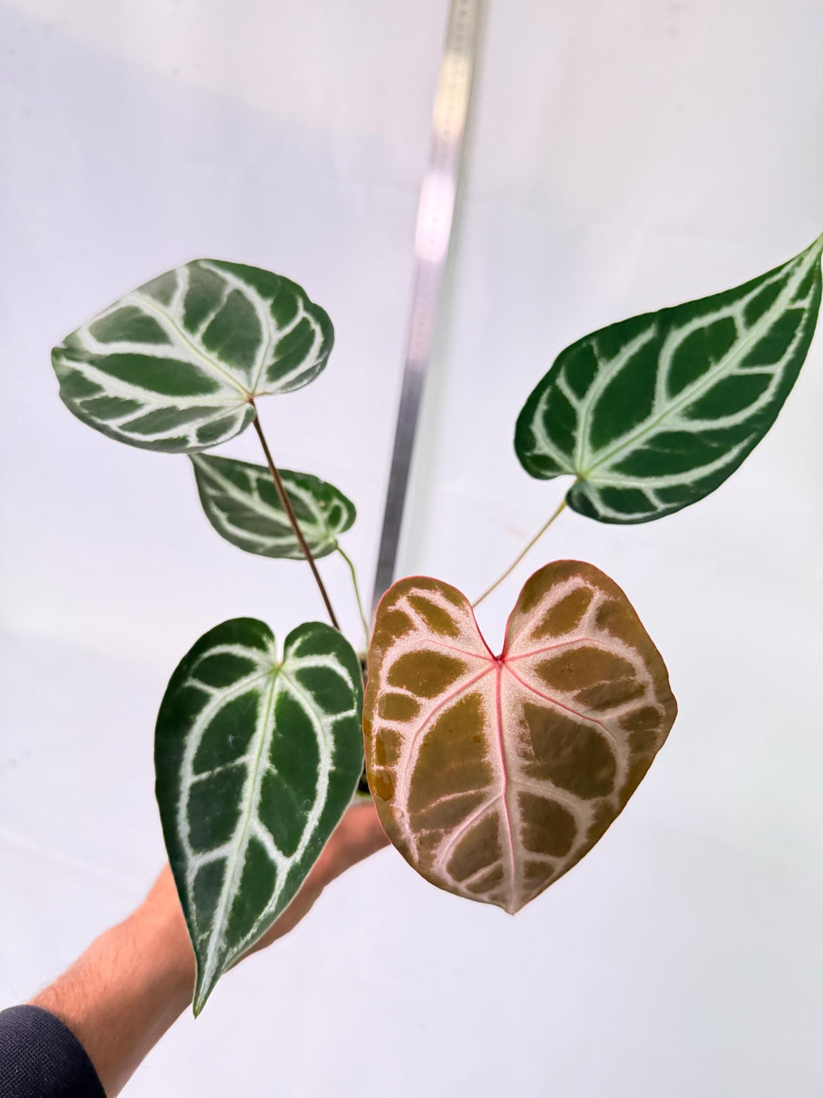 Anthurium Wonderboy A x Anthurium FTG Crystallinum x Anthurium Dorayaki 3