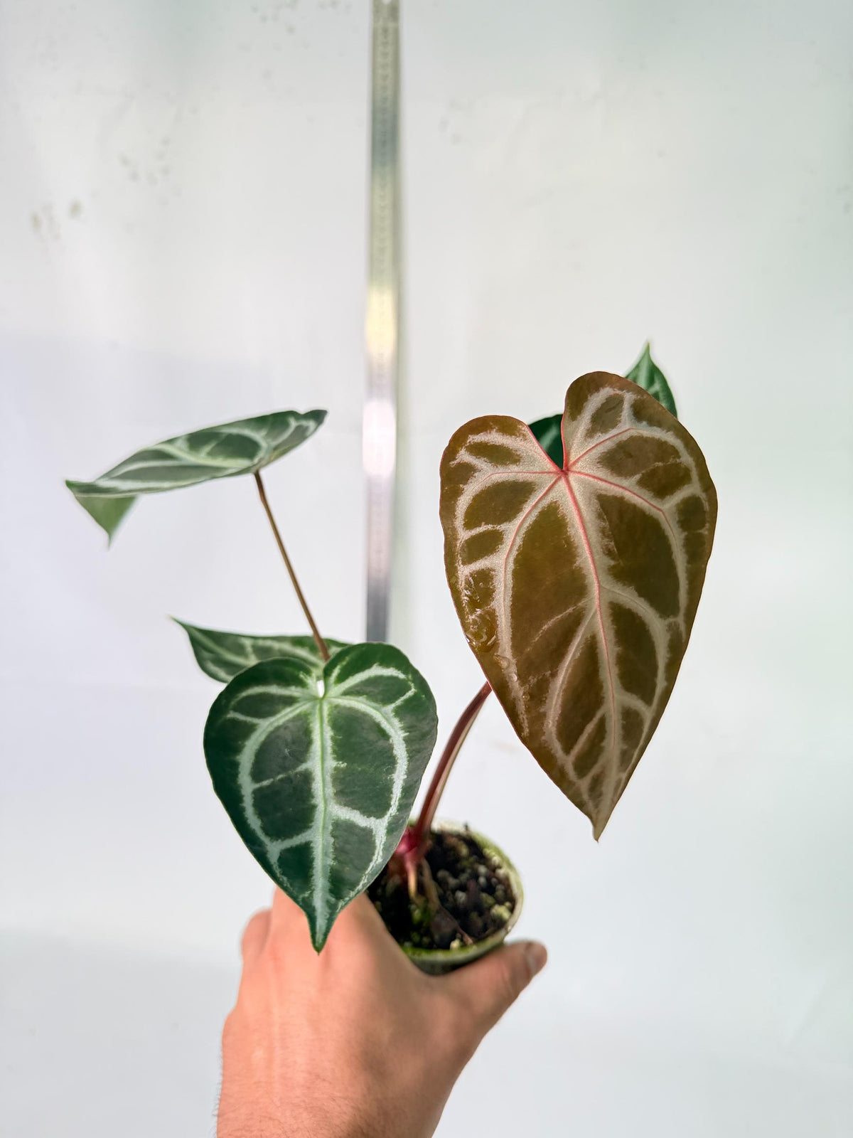 Anthurium Wonderboy A x Anthurium FTG Crystallinum x Anthurium Dorayaki 7