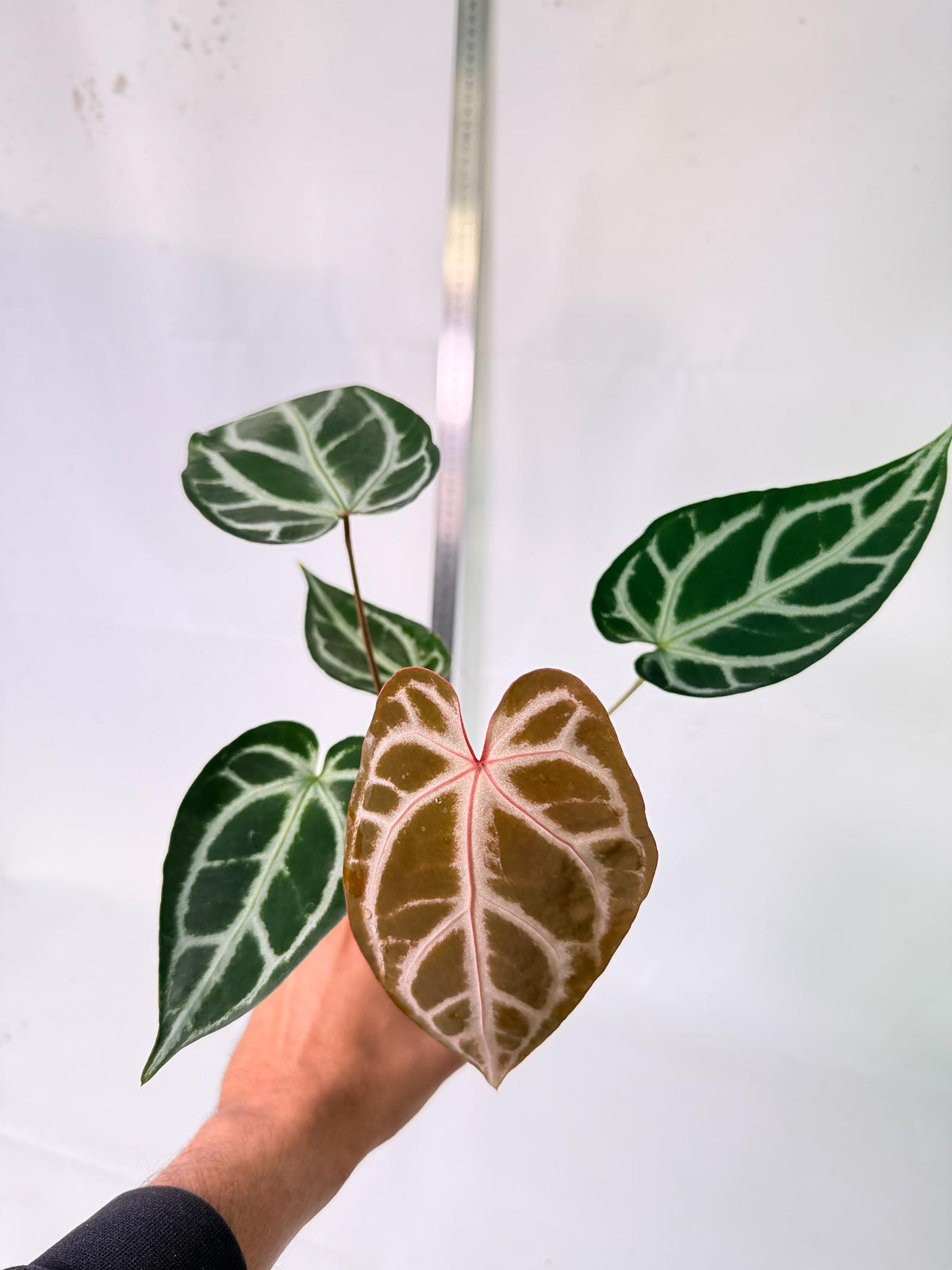 Anthurium Wonderboy A x Anthurium FTG Crystallinum x Anthurium Dorayaki 8
