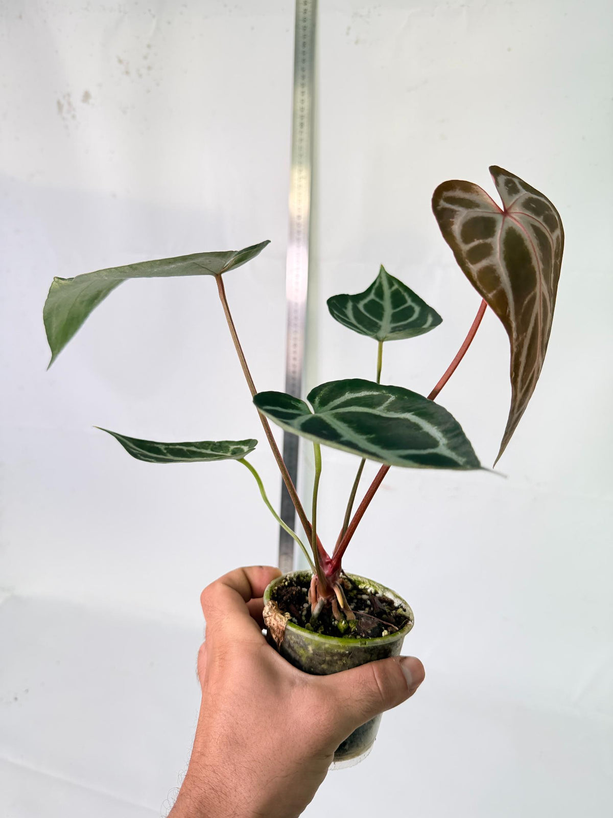 Anthurium Wonderboy A x Anthurium FTG Crystallinum x Anthurium Dorayaki 11