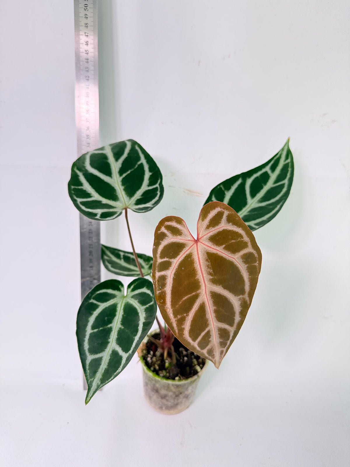 Anthurium Wonderboy A x Anthurium FTG Crystallinum x Anthurium Dorayaki 4