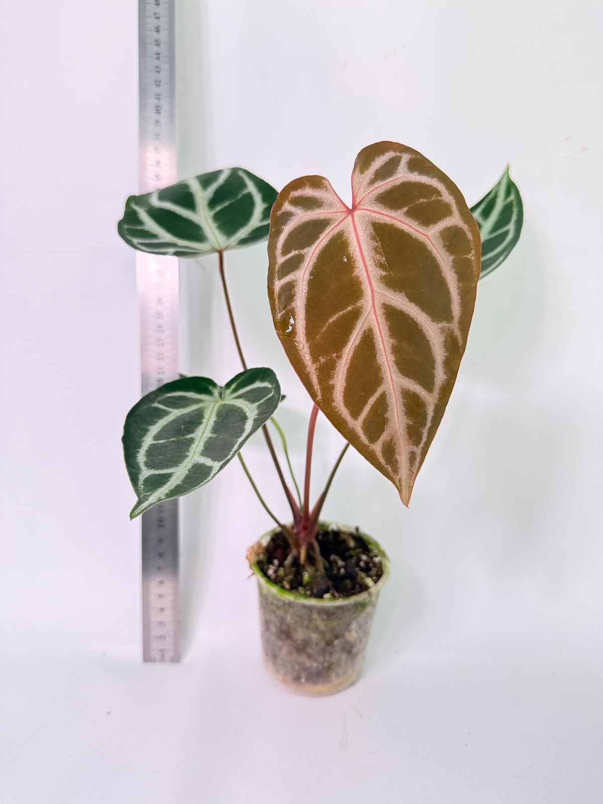 Anthurium Wonderboy A x Anthurium FTG Crystallinum x Anthurium Dorayaki 7