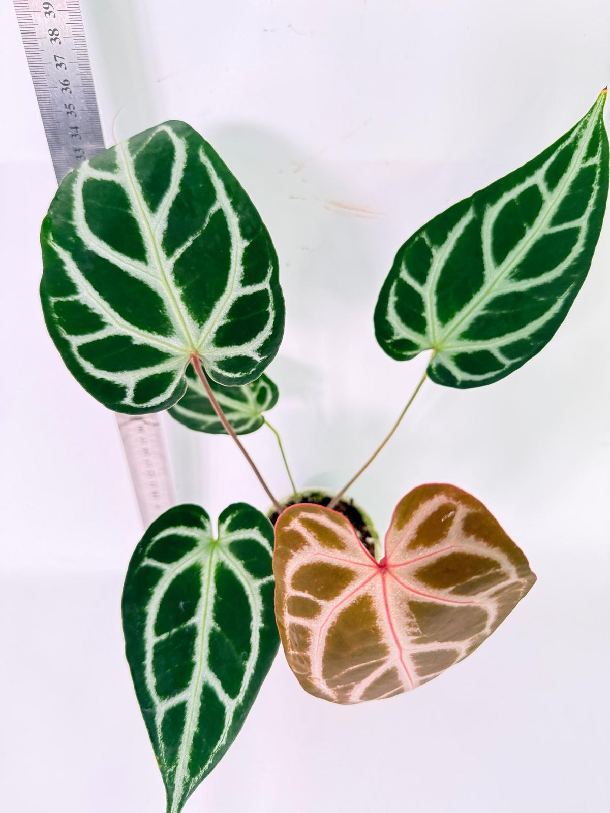 Anthurium Wonderboy A x Anthurium FTG Crystallinum x Anthurium Dorayaki 5