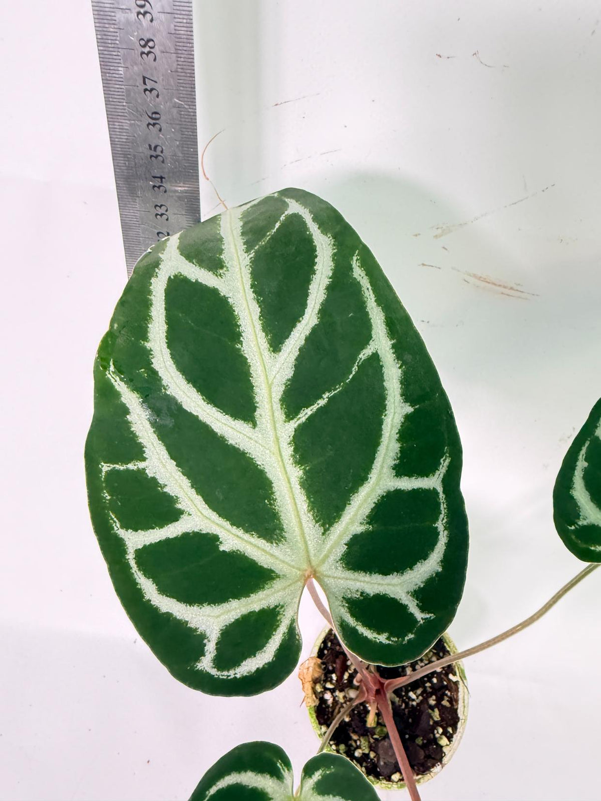 Anthurium Wonderboy A x Anthurium FTG Crystallinum x Anthurium Dorayaki 6