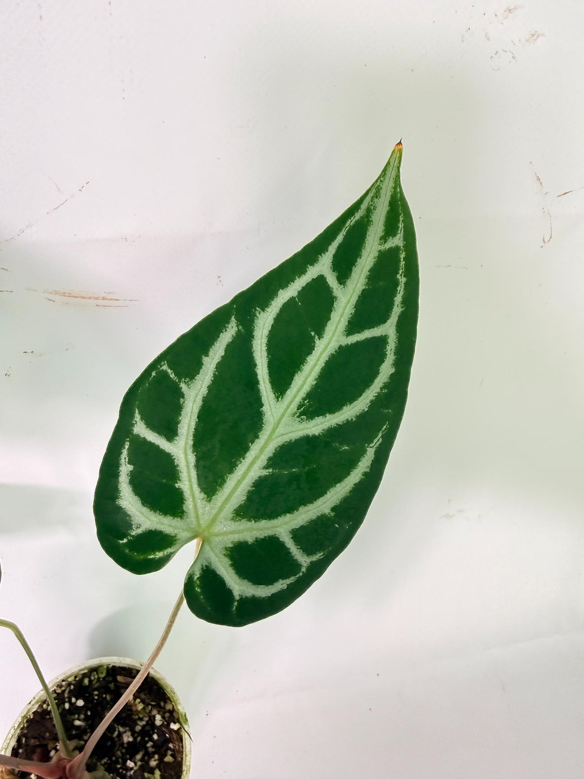 Anthurium Wonderboy A x Anthurium FTG Crystallinum x Anthurium Dorayaki 9