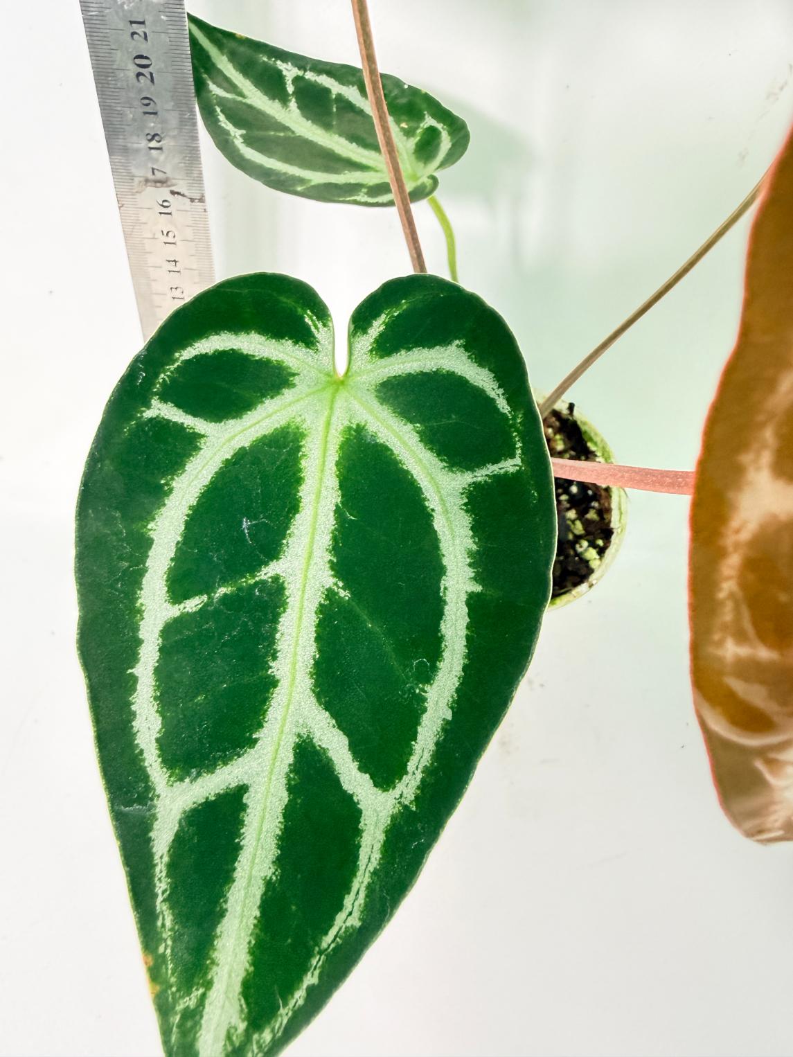Anthurium Wonderboy A x Anthurium FTG Crystallinum x Anthurium Dorayaki 10