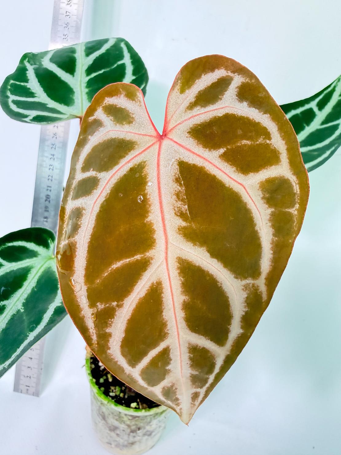 Anthurium Wonderboy A x Anthurium FTG Crystallinum x Anthurium Dorayaki 1