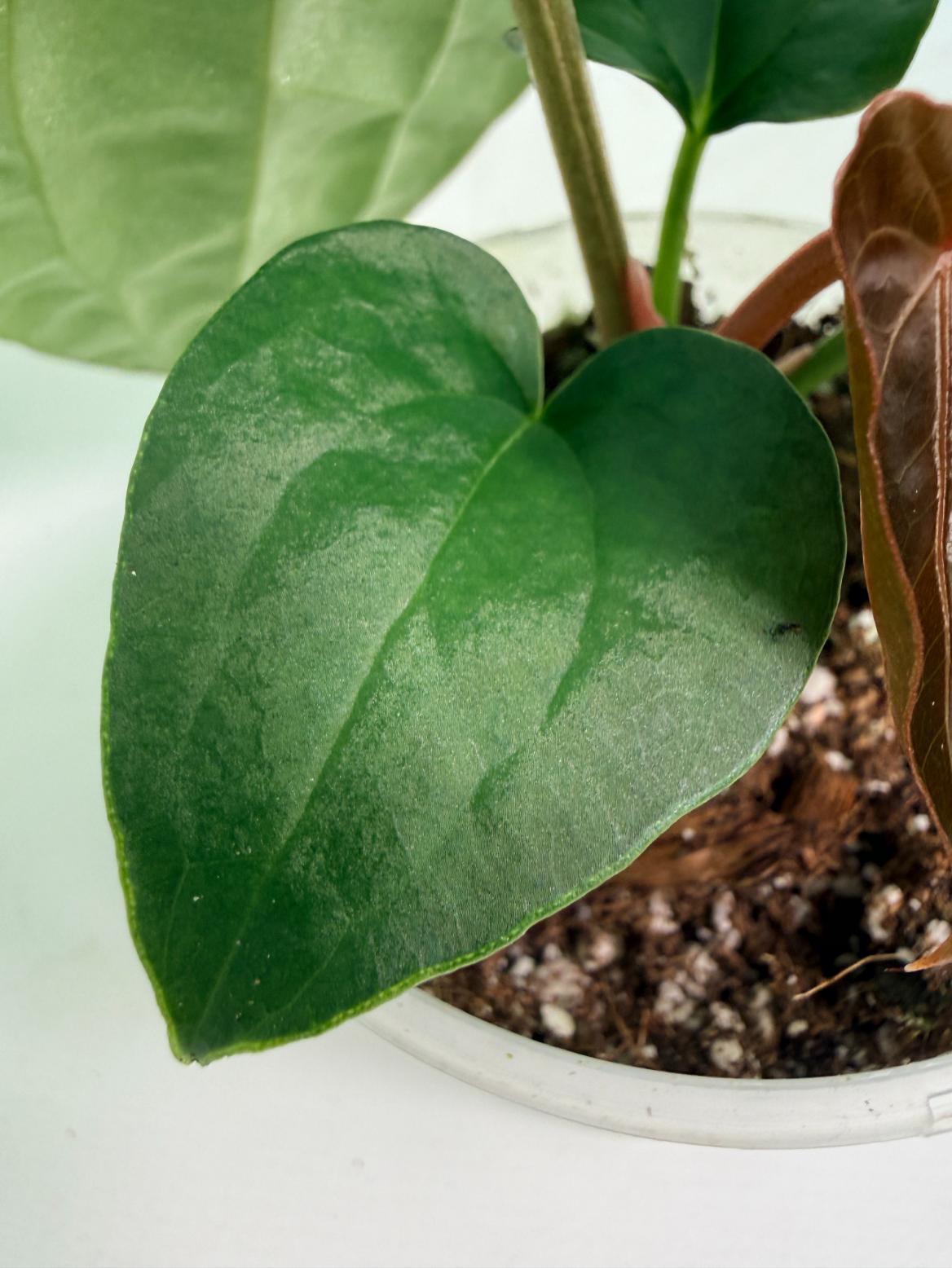 Anthurium Forgetii x Luxurians 05