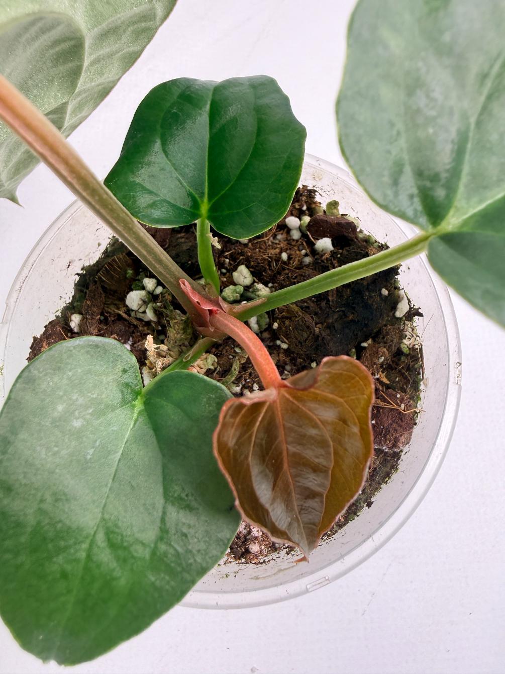 Anthurium Forgetii x Luxurians 06