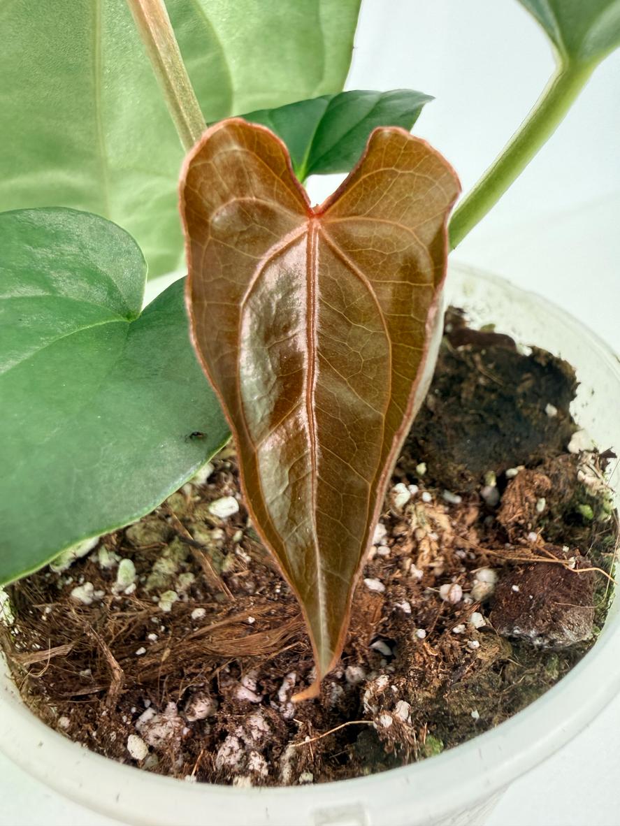Anthurium Forgetii x Luxurians 07
