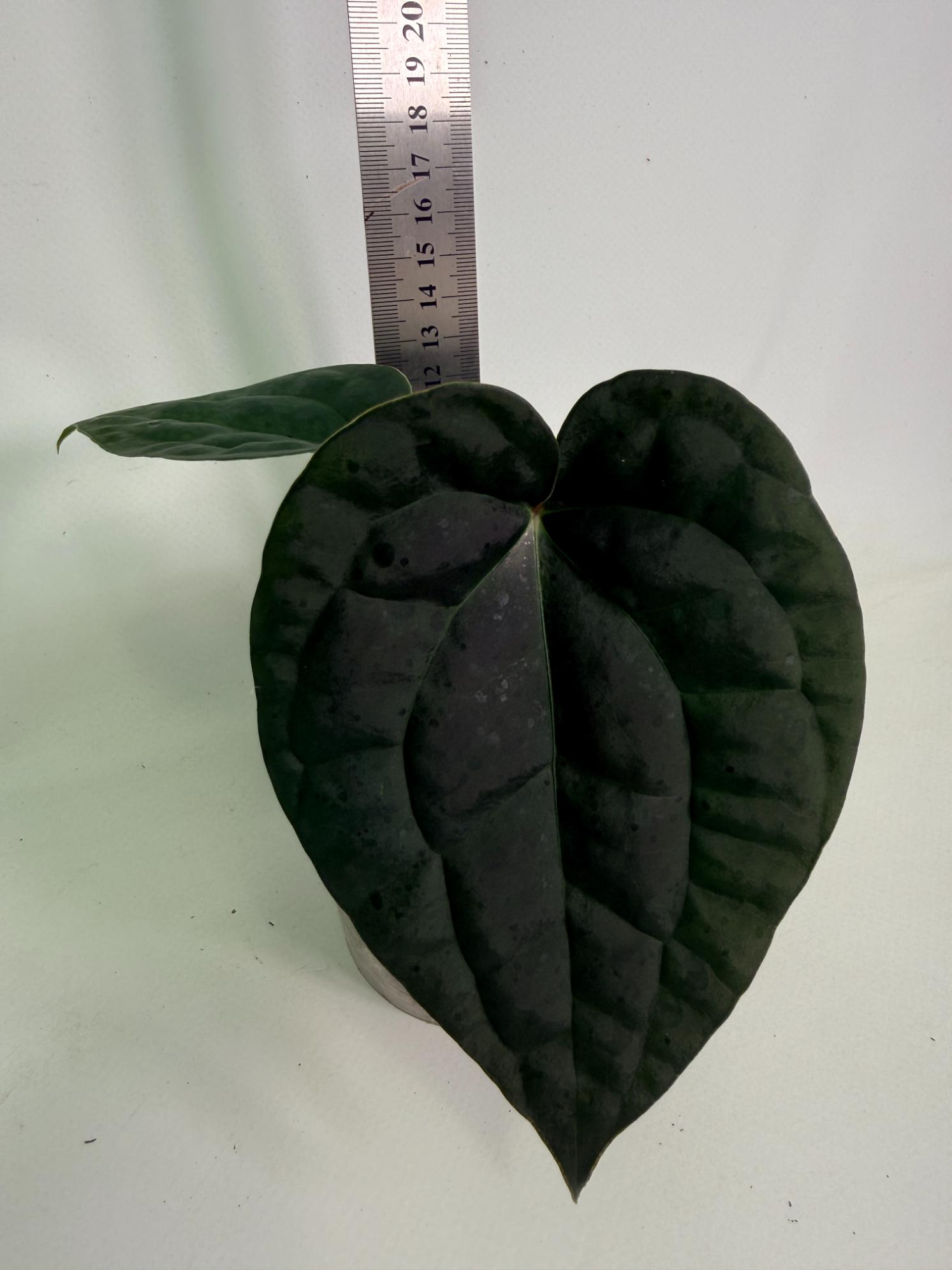 Anthurium Forgetii x Luxurians 08