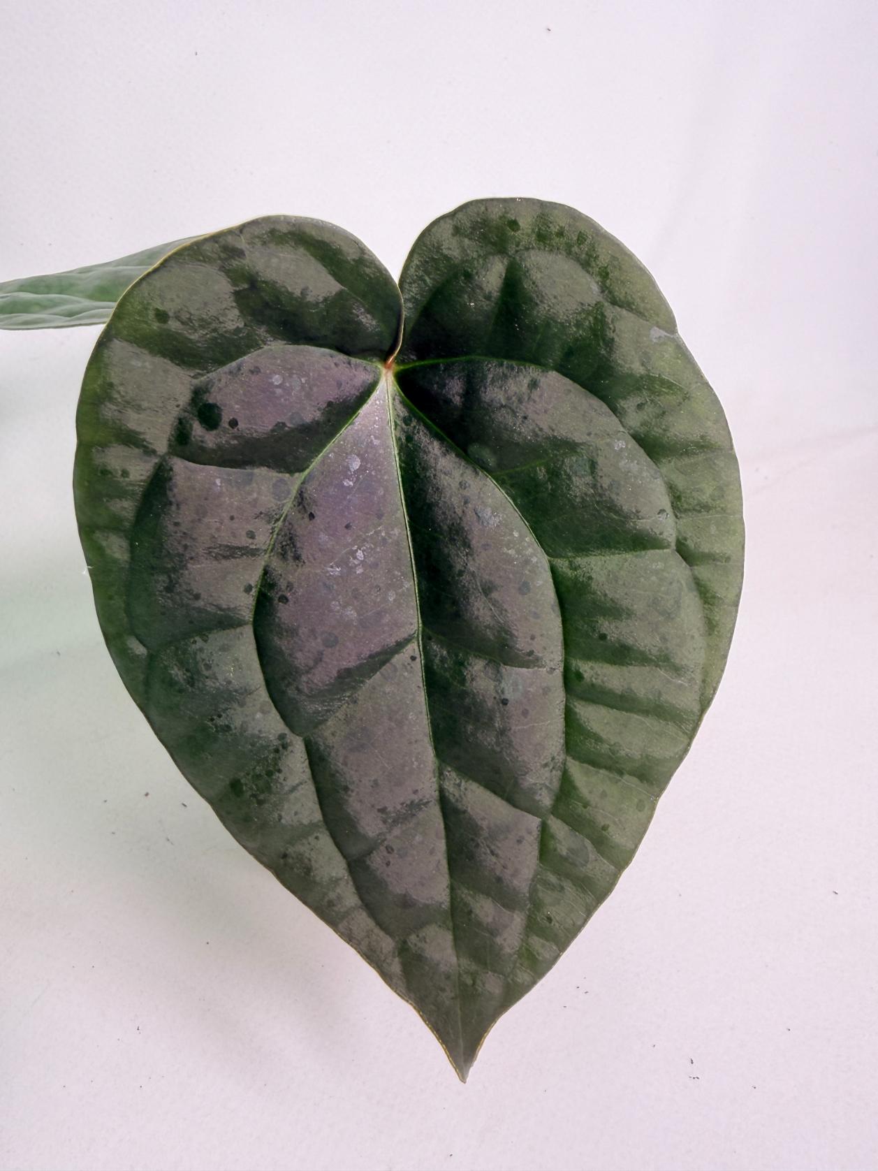Anthurium Forgetii x Luxurians 02