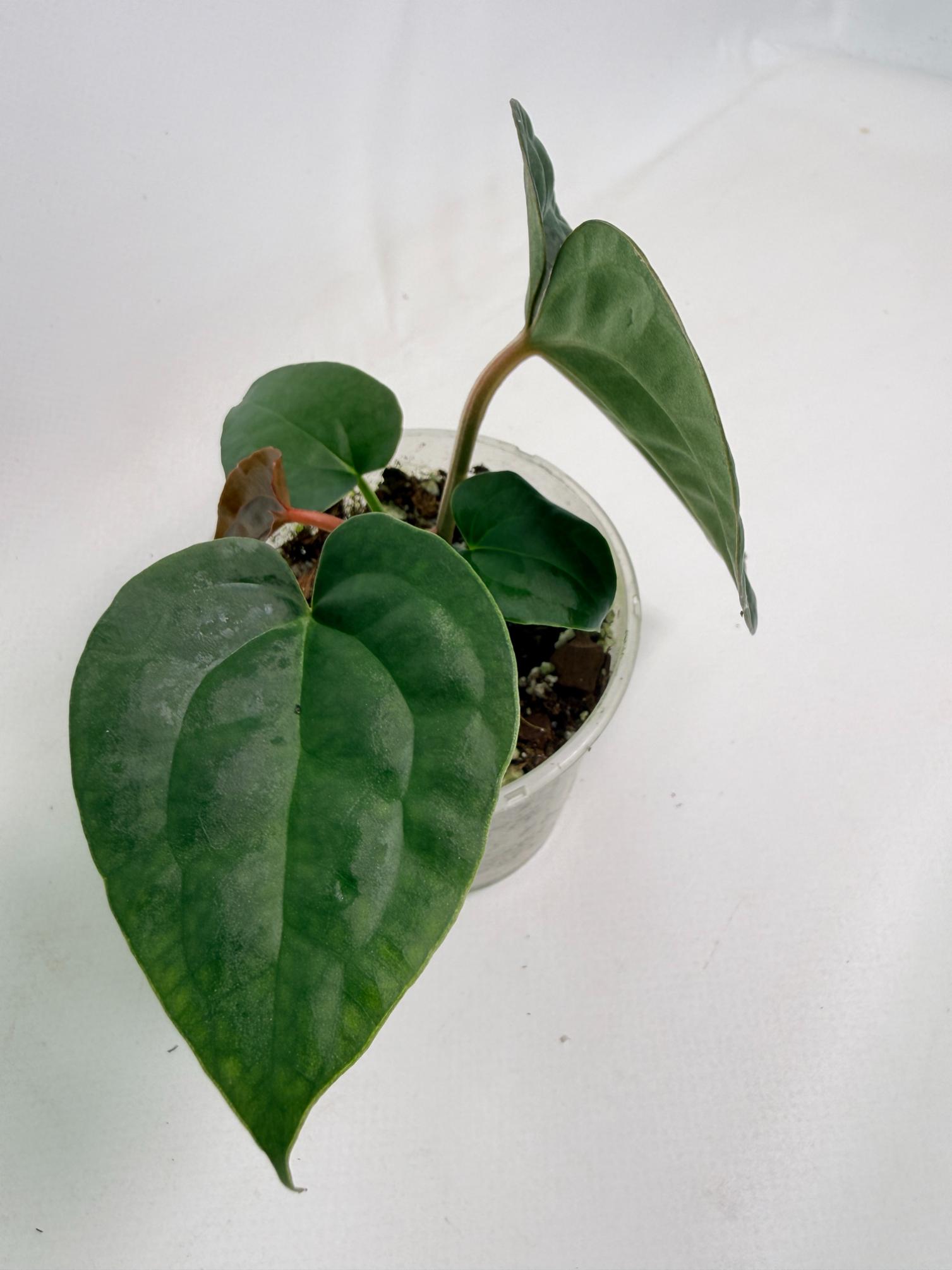Anthurium Forgetii x Luxurians 03