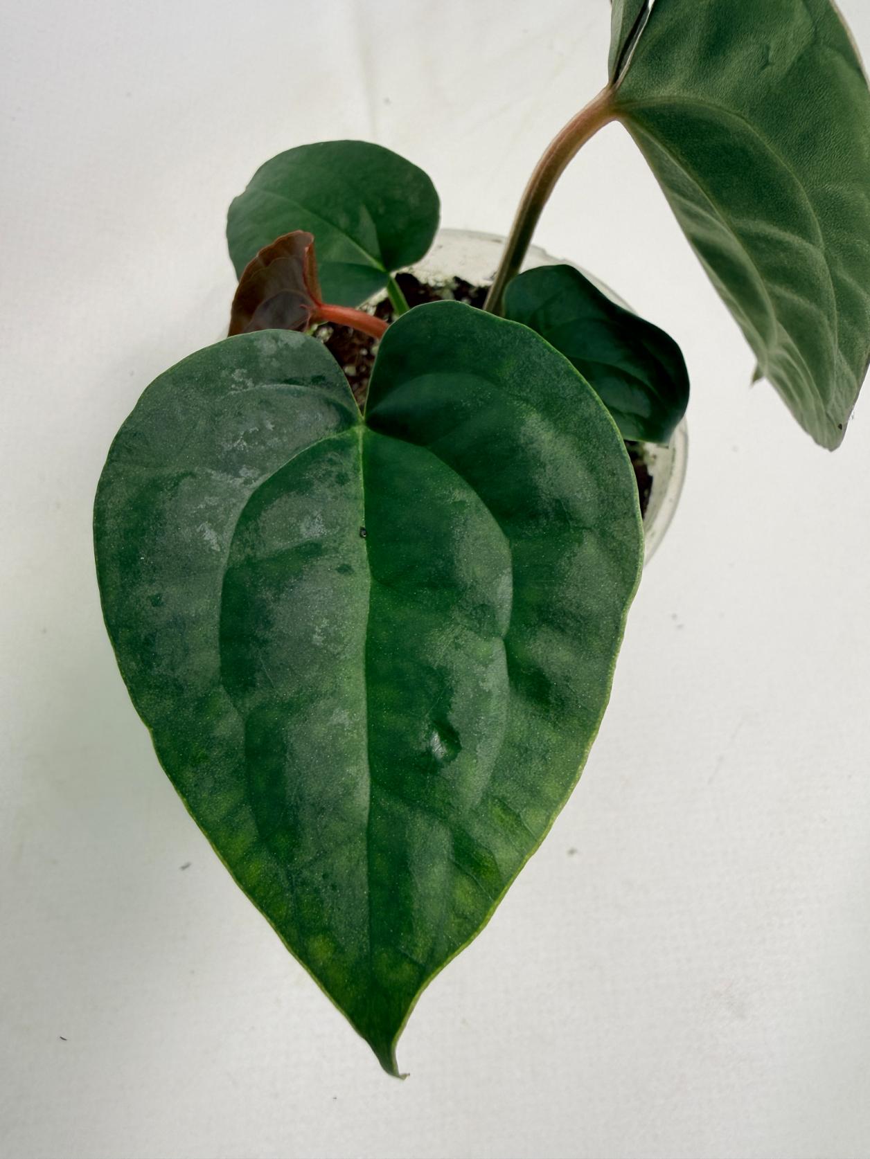 Anthurium Forgetii x Luxurians 04