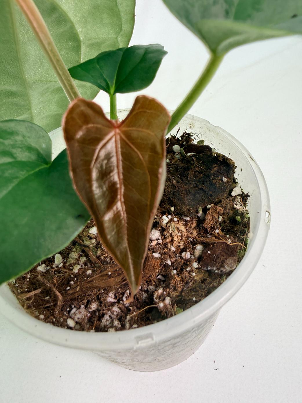 Anthurium Forgetii x Luxurians 01