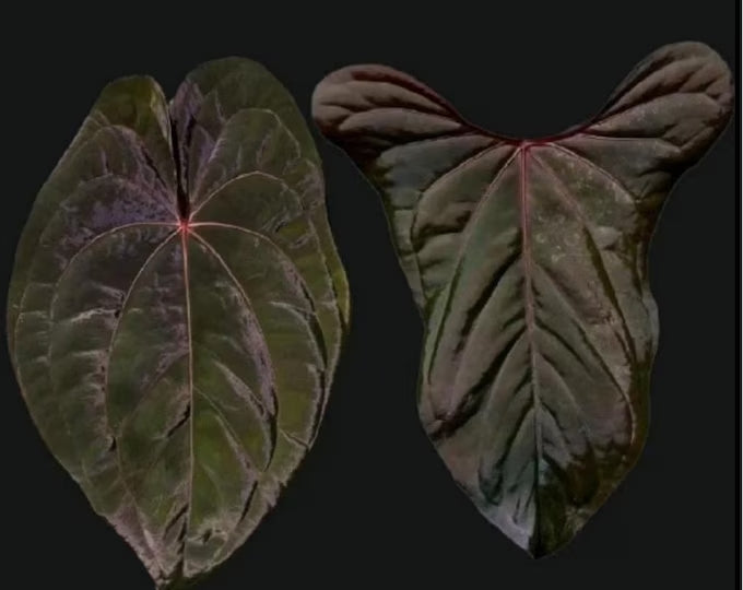 Anthurium Red Vein Dark Phoenix x Red Vein Dark Sweetheart