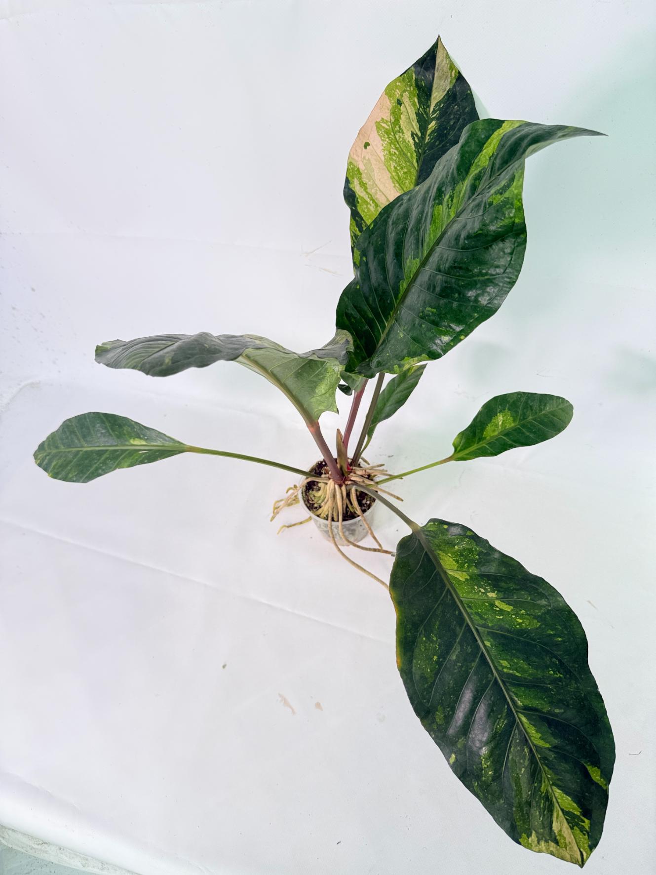 Anthurium hookeri variegato XL 10