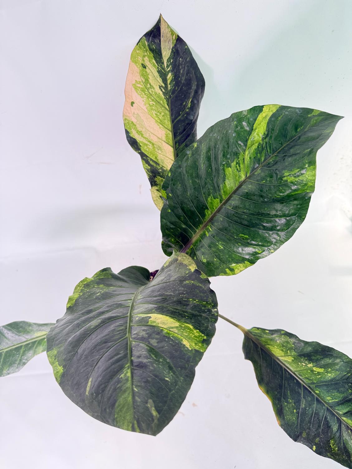 Anthurium hookeri variegato XL 11