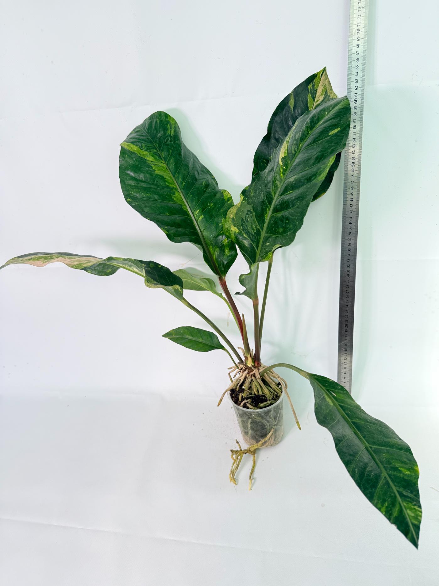 Anthurium hookeri variegato XL 02