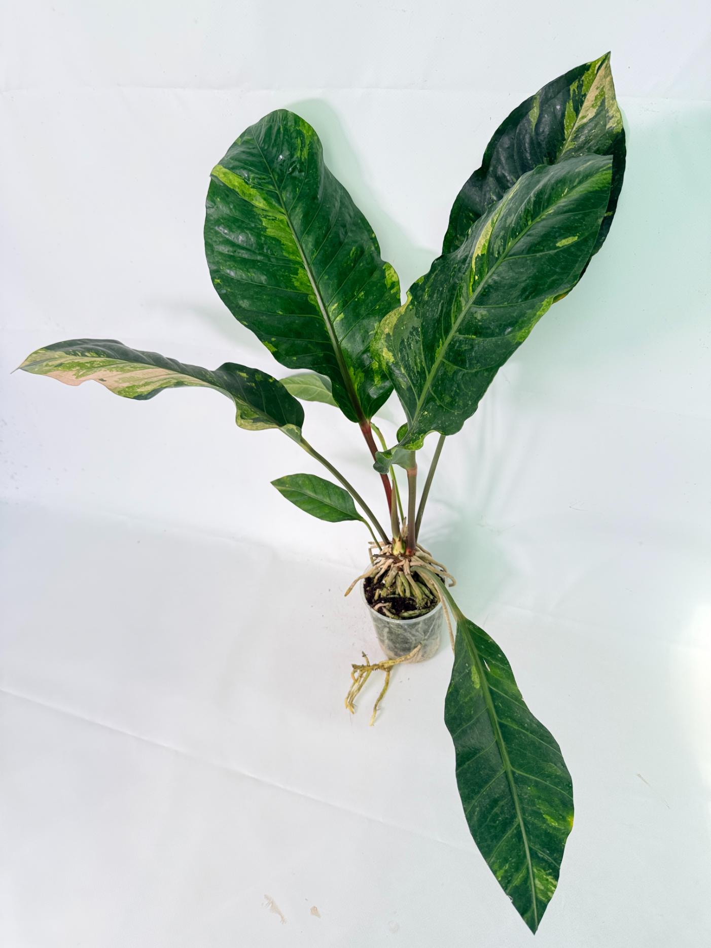 Anthurium hookeri variegato XL 01