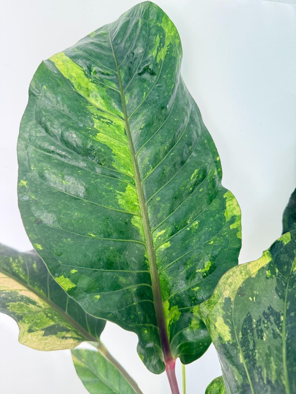 Anthurium hookeri variegato XL 03
