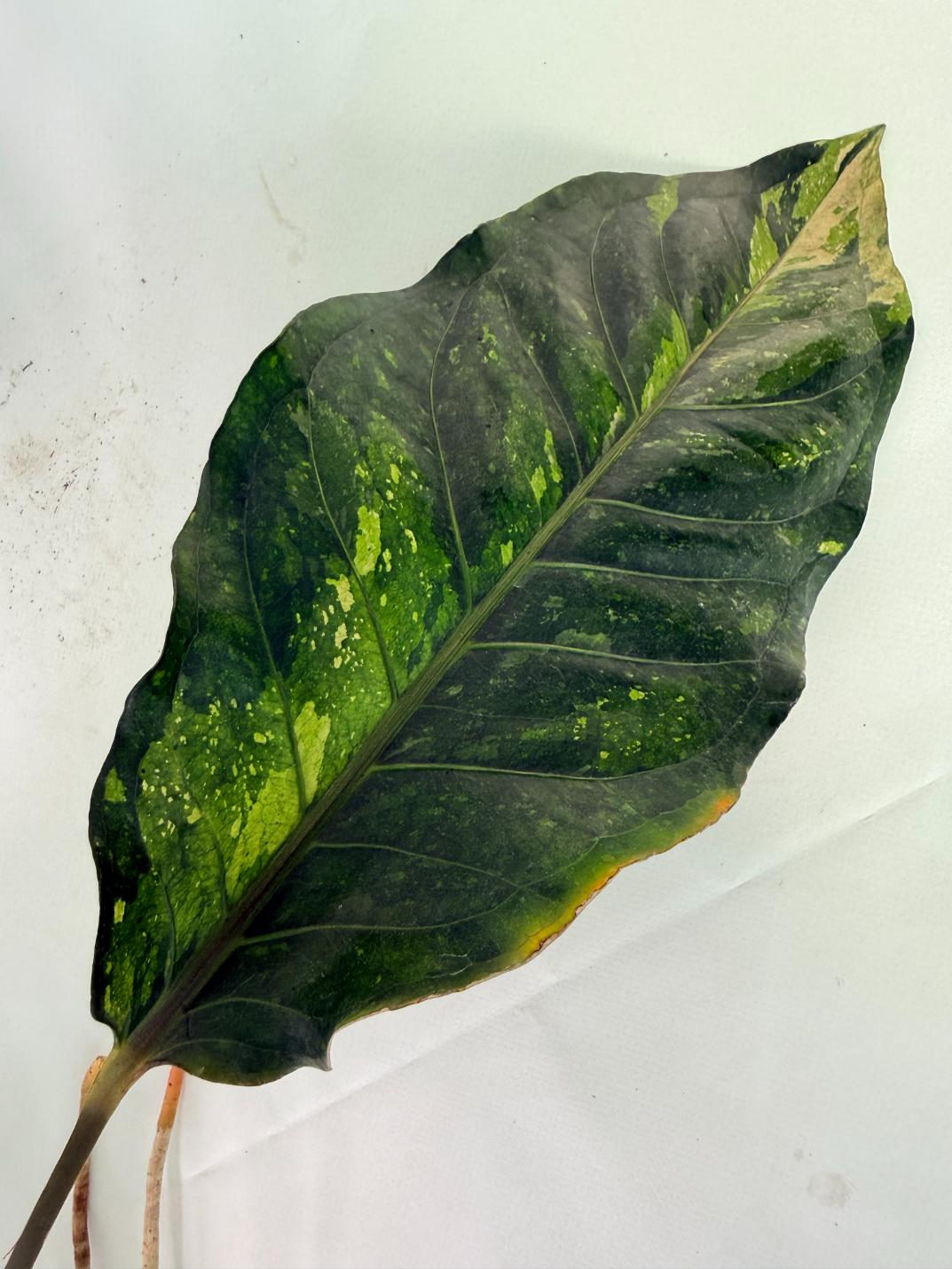 Anthurium hookeri variegato XL 04