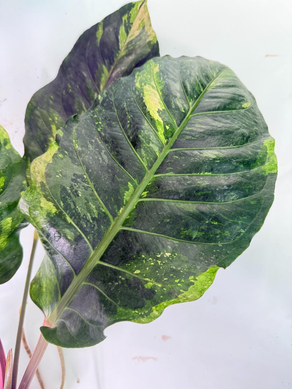 Anthurium hookeri variegato XL 05