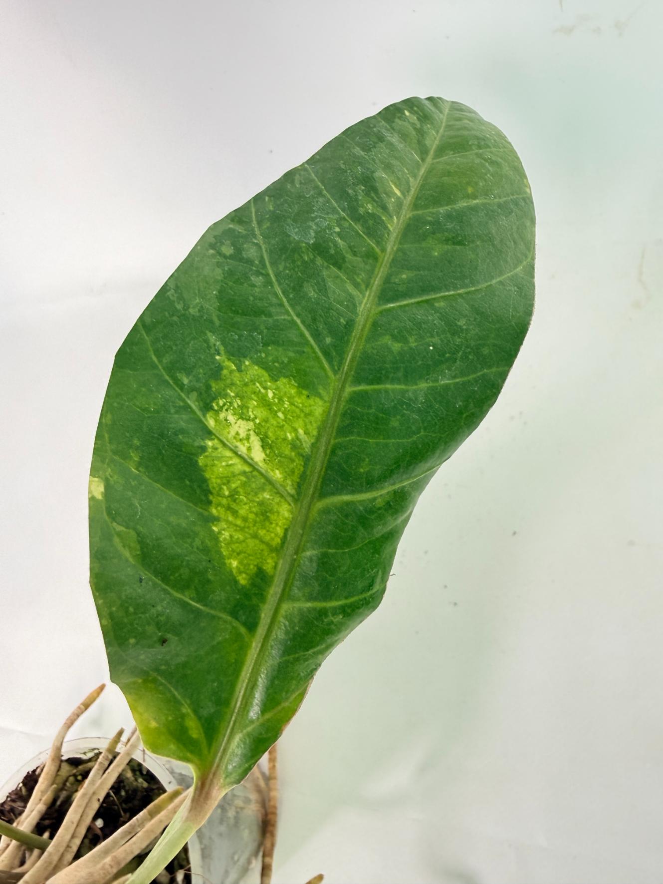 Anthurium hookeri variegato XL 06