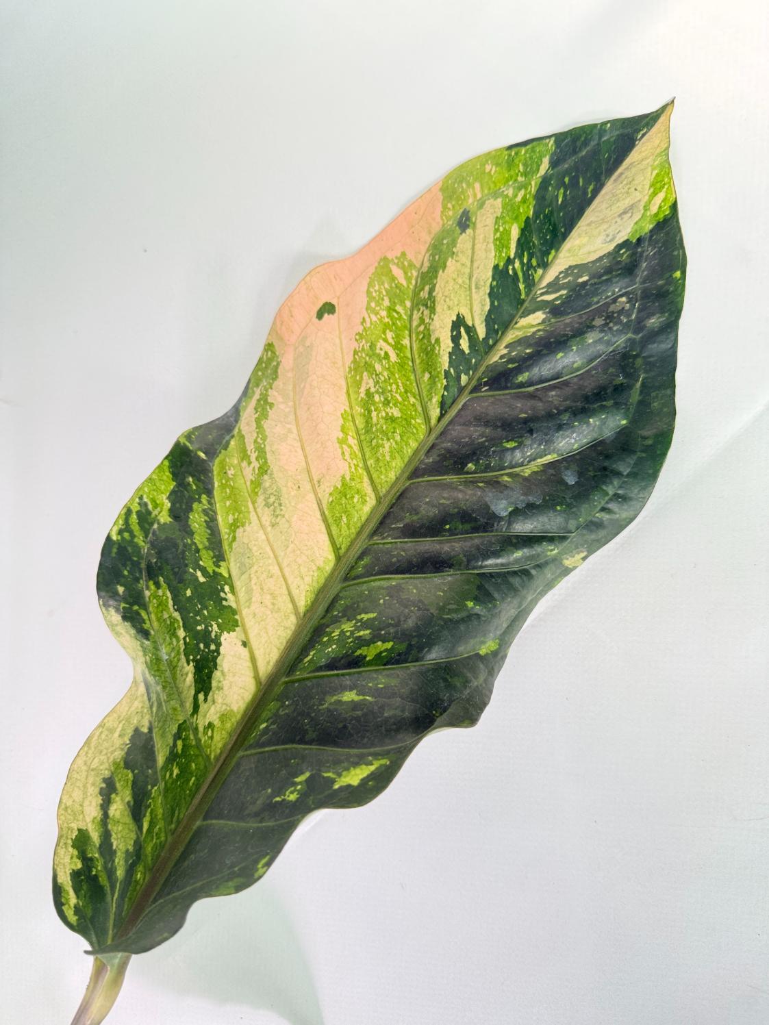 Anthurium hookeri variegato XL 07