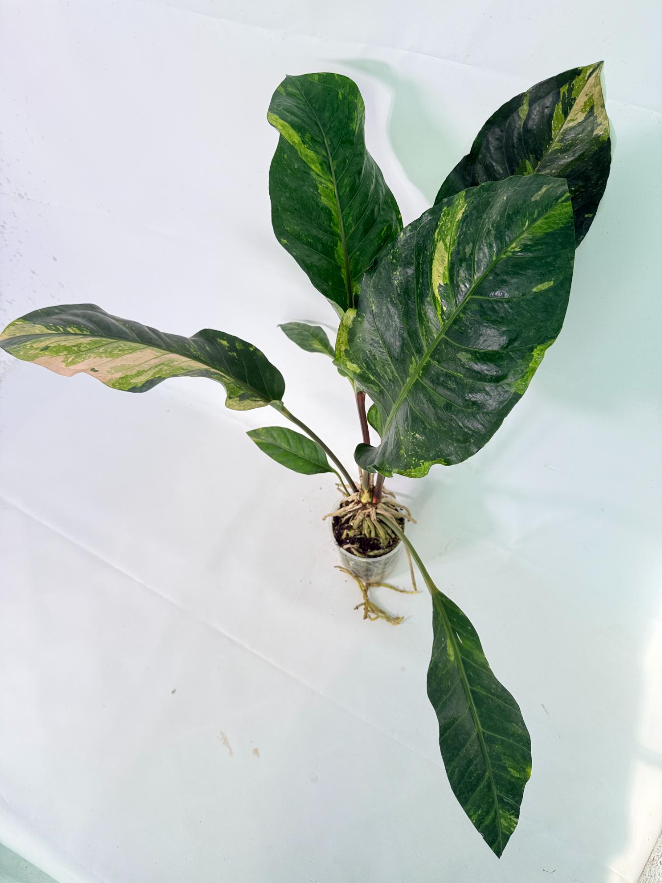 Anthurium hookeri variegato XL 08