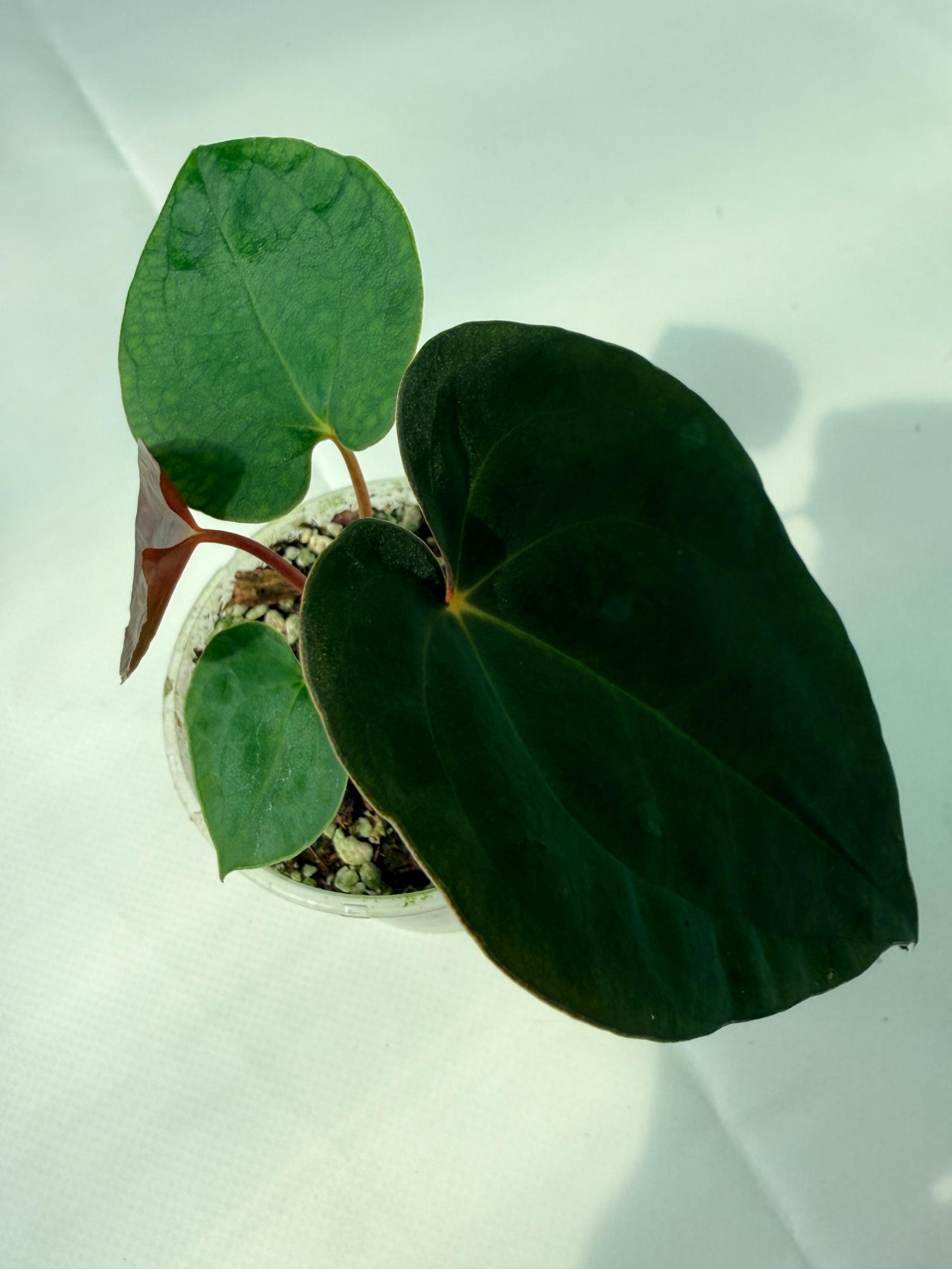 AnthuriumBlackMagic 05