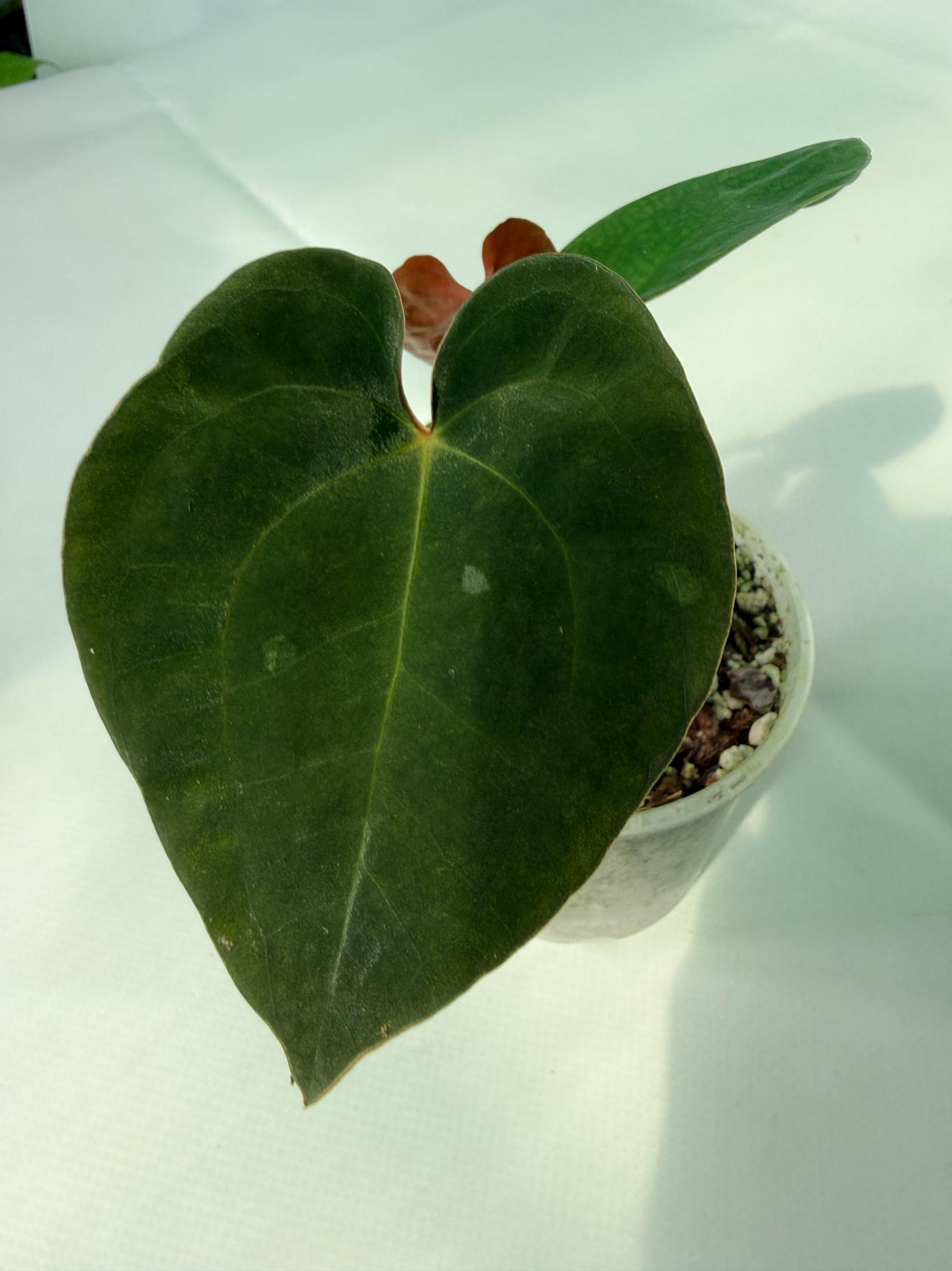 AnthuriumBlackMagic 03