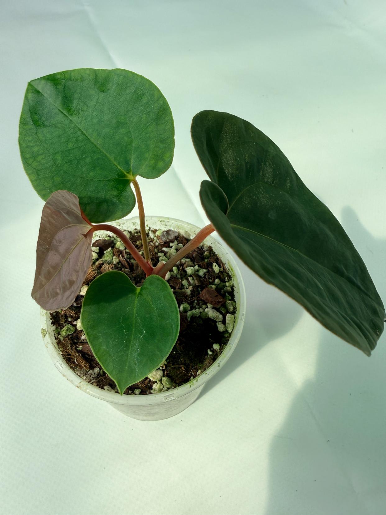 AnthuriumBlackMagic 04