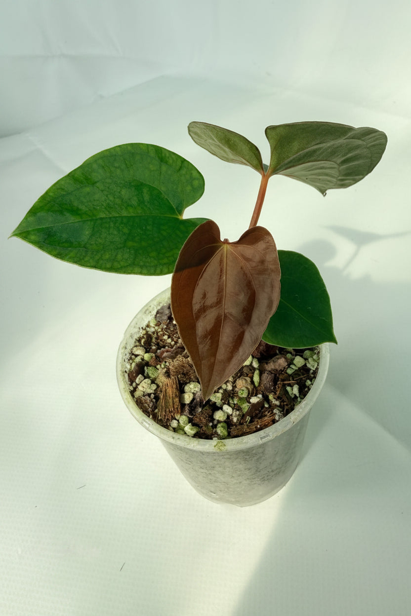 AnthuriumBlackMagic 03