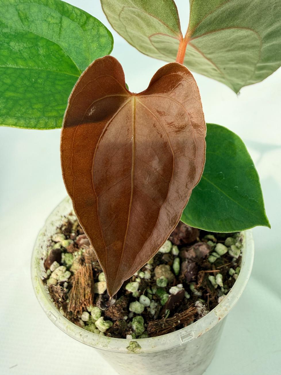 AnthuriumBlackMagic 02