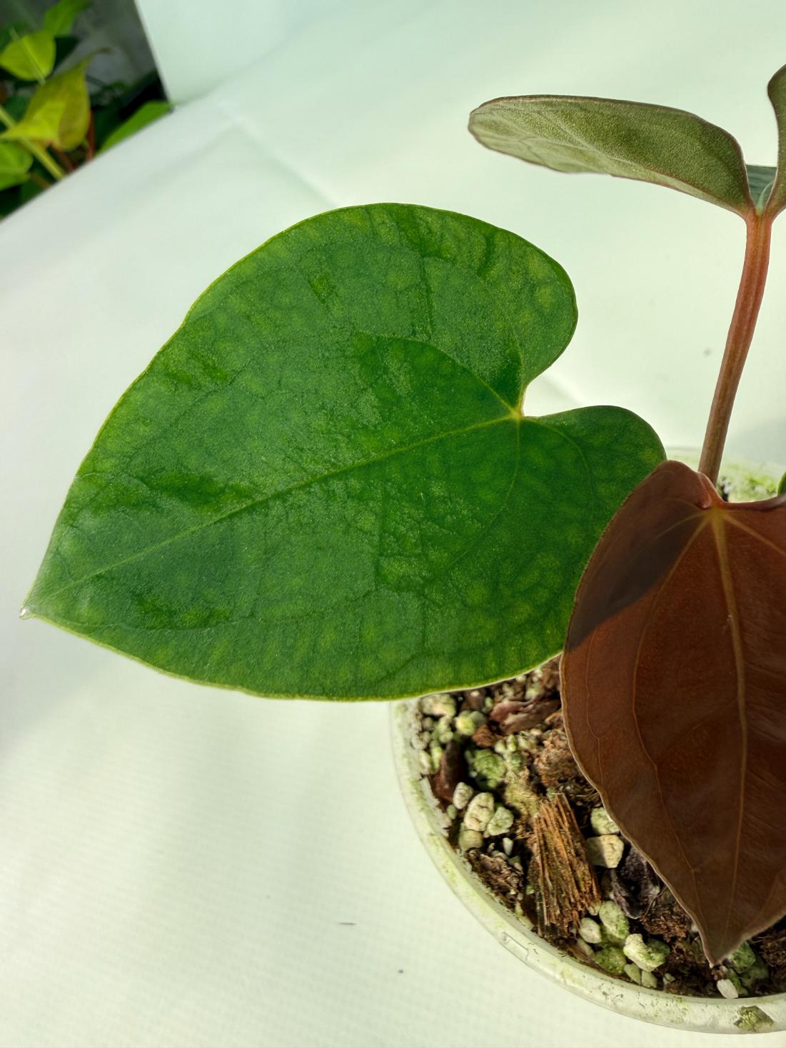 AnthuriumBlackMagic 01