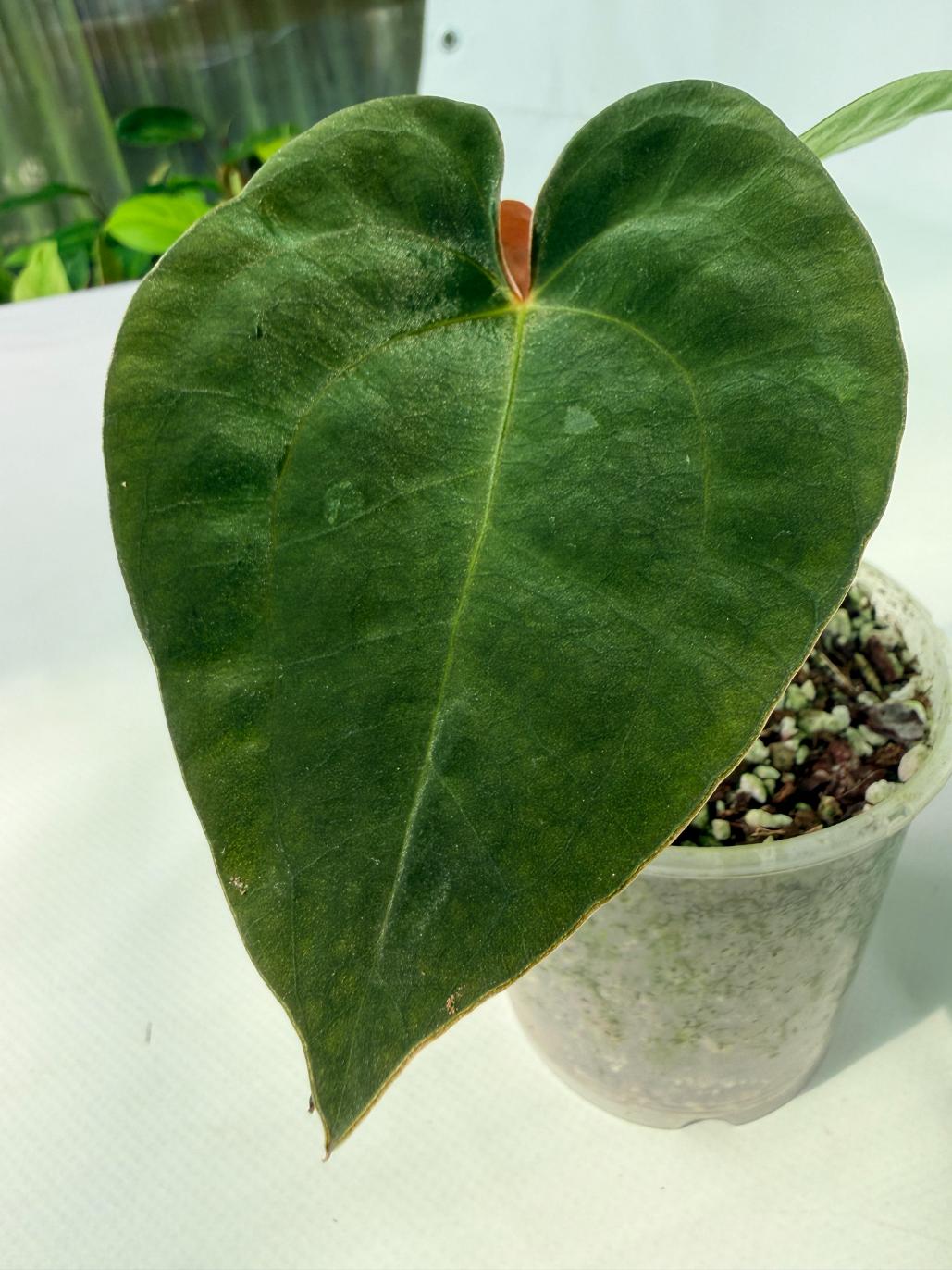 AnthuriumBlackMagic 07