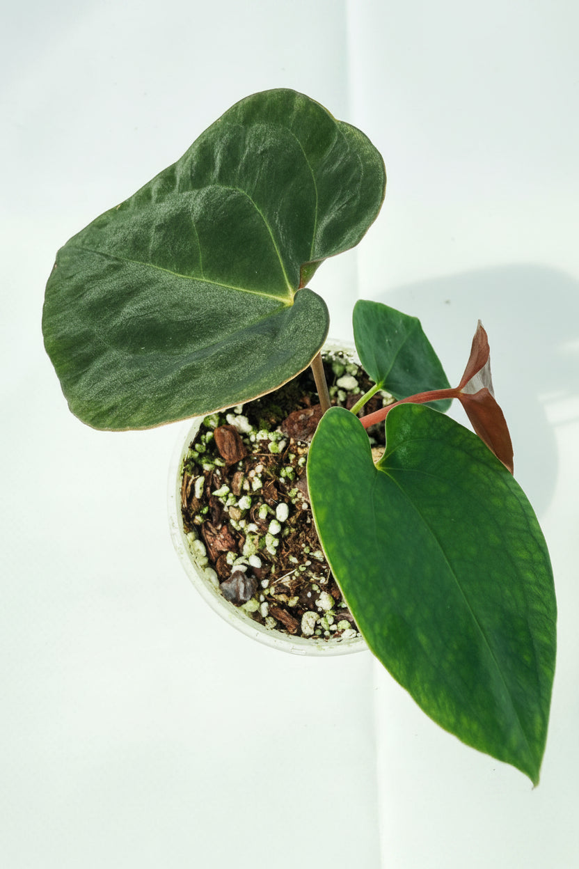 AnthuriumBlackMagic 06