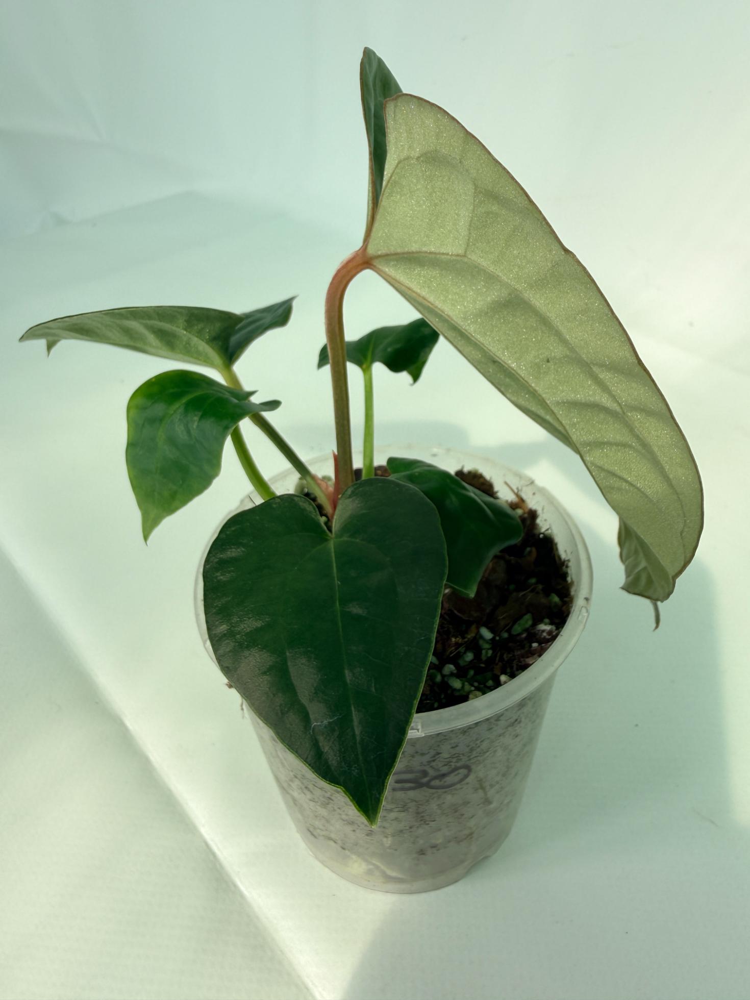 Anthurium Forgetii x Luxurians