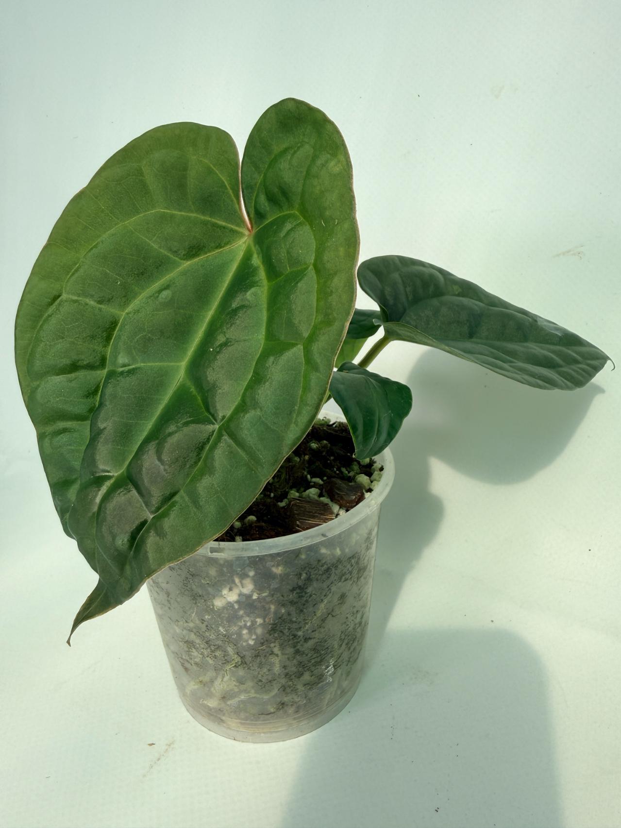 Anthurium Forgetii x Luxurians
