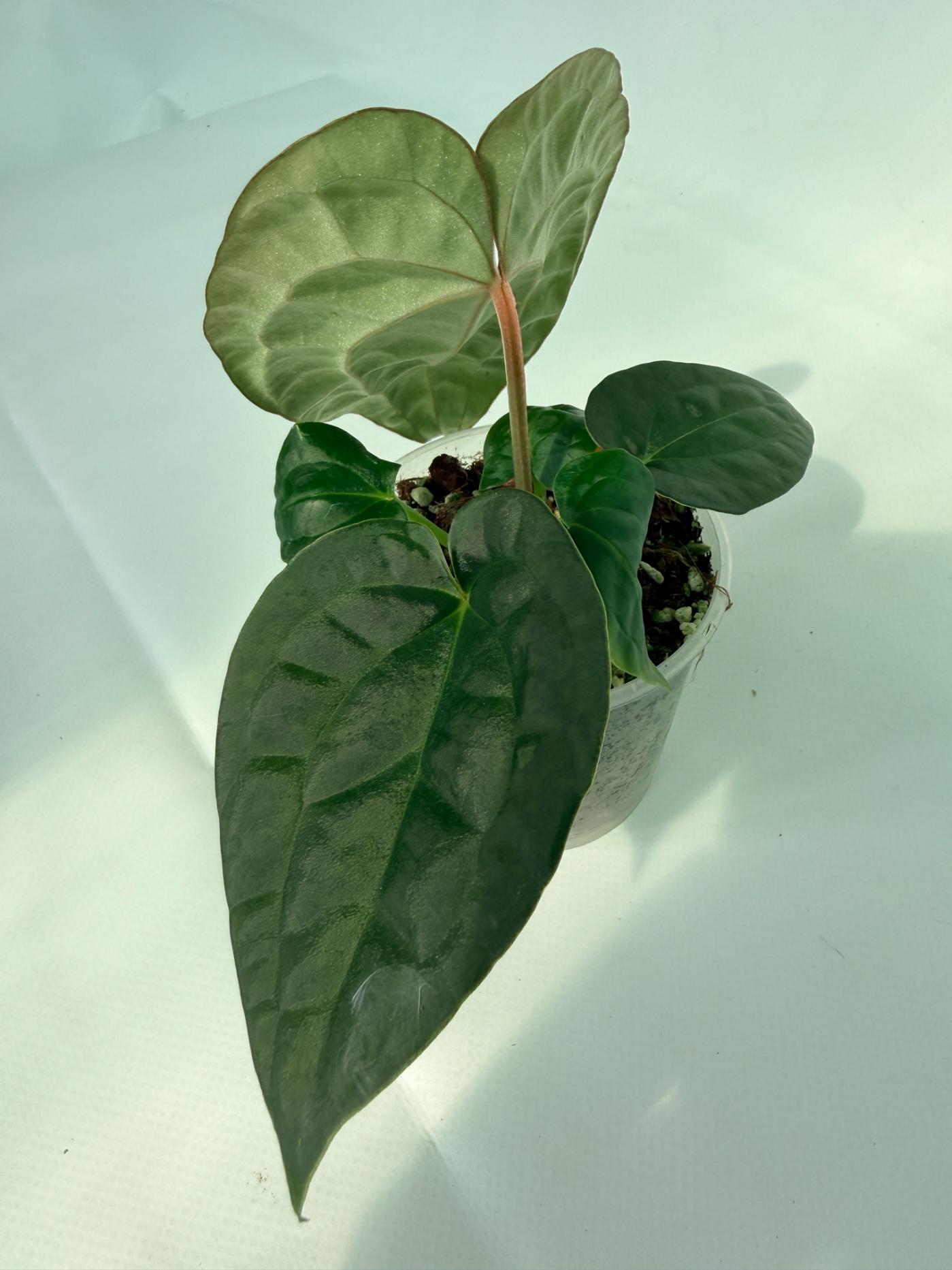 Anthurium Forgetii x Luxurians