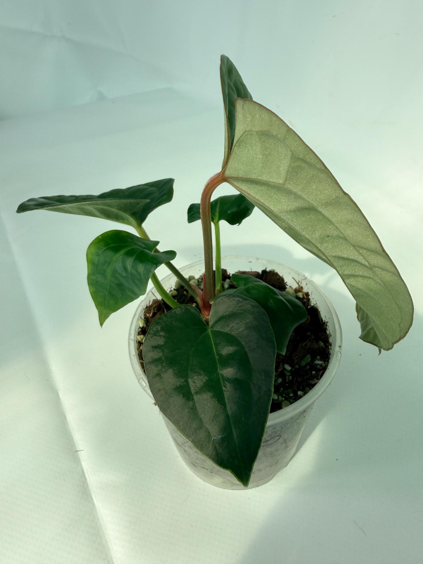 Anthurium Forgetii x Luxurians